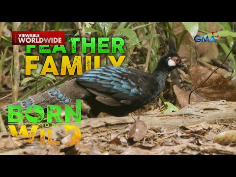 Santuwaryo ng Buhay-Ilang sa Puerto Princesa, Palawan | Born to Be Wild
