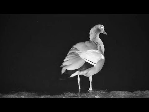 Djuma: Egyptian Goose pair - 02:38 - 10/09/19