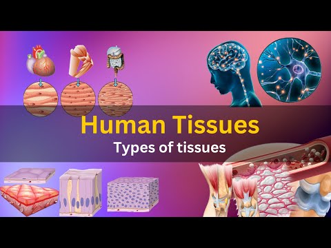 what are tissues in human body, what are tissues made of, what are tissues class 9, Human tissues,