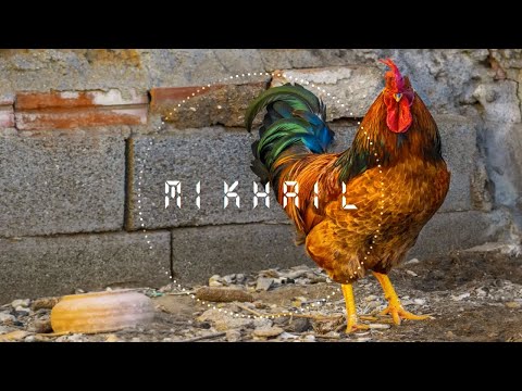 (Free) Travis Scott x Drake Type Beat 2020 | Nav Type Beat - "Gallo"