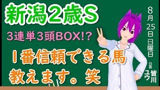 【競馬予想】新潟２歳ステークス2019 予想 買い目 3頭で決まりそう!? 信頼できる軸馬はだれだ！