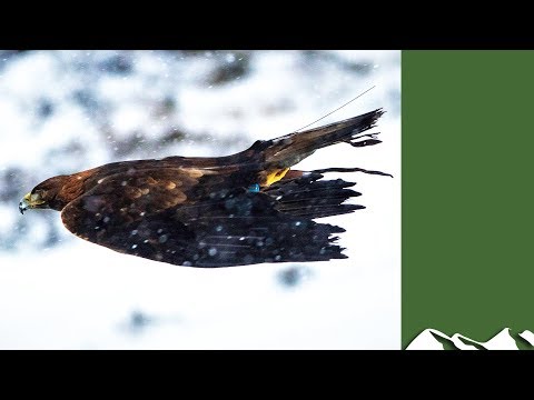 #Eaglecam 2 - Hunting blue hares in Scotland