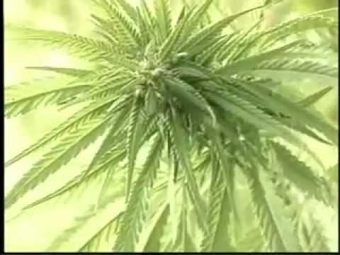 Hanf - die universelle Wunderpflanze