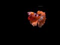 Betta Whatsapp Status Tamil Fighter Whatsapp Status Tamil Nemo Candy Betta Whatsapp Status Tamil