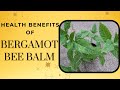 incredible medicinal health benefits of bee balm bergamot oswego tea monarda didyma