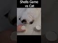 Losing A Round Of Shell Game Against My Cat #shorts  #sacredbirman