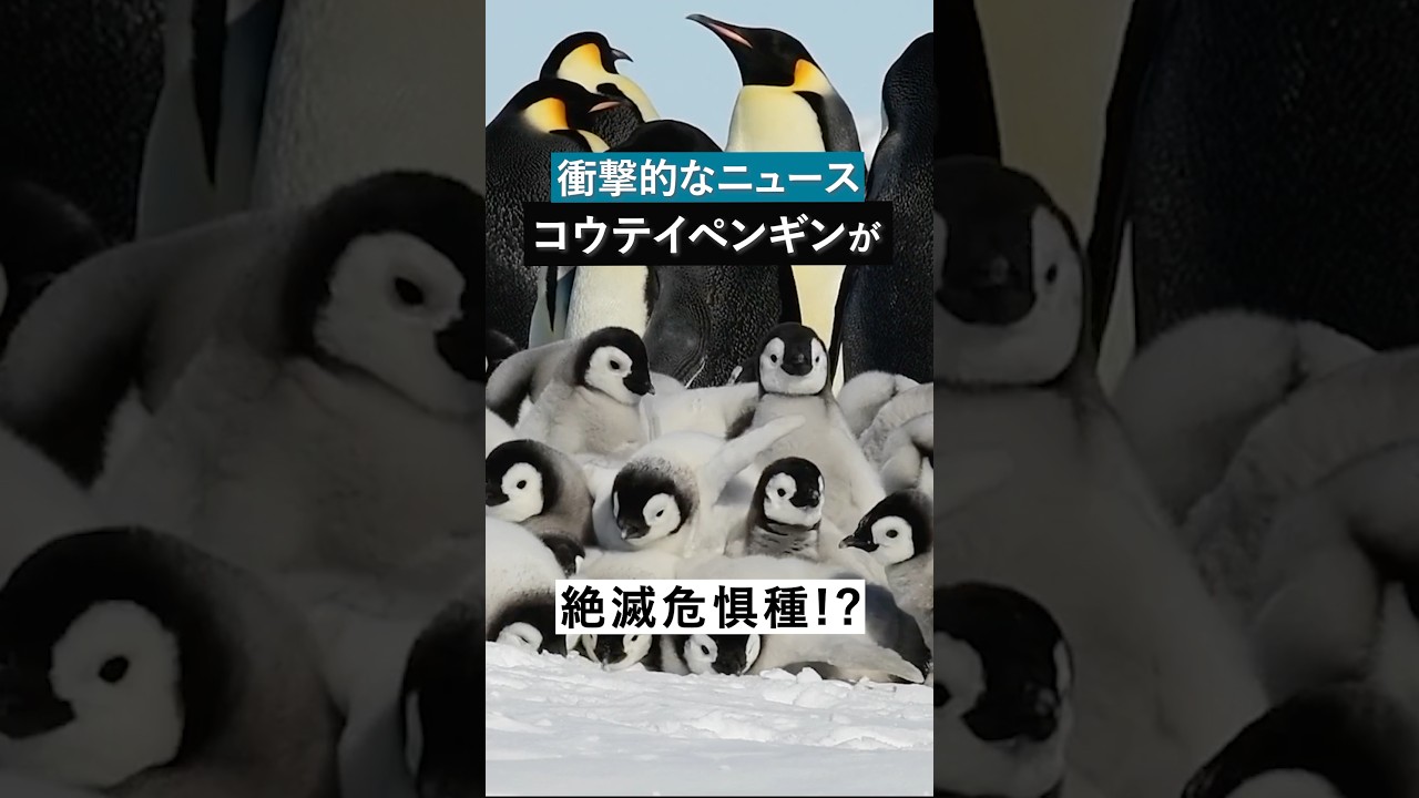 【今後50年で数が半分に？】コウテイペンギンを見られなくなる日がくるのか？気候変動の脅威が深刻に。#ペンギン #気候変動 #野生動物