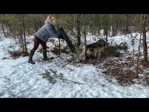 Wisconsin Gray Wolf Released Unharmed from humane Bridger #2 Foothold Trap