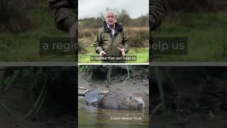 Download lagu Natural England welcome the Government's decision to release more beavers into the wild mp3