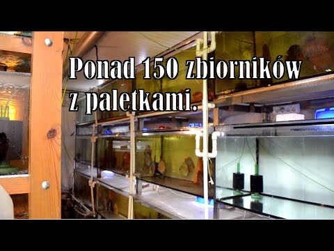 , title : 'Jedna z największych hodowli paletek w Polsce.'