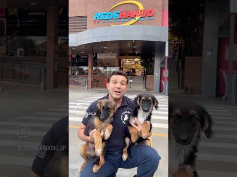 Graças a Deus 🙏🏻 #pets #adoteumpet #saopaulo #atibaia #bragançapaulista #piracaia #petsfofinhos