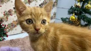 アメリカンショートヘアの動画01