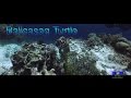 Balicasag Turtle Diving, Apo Reef Club, Calintaan, Occ.Mindoro, Philippines, Philippinen