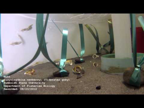 カリフォルニアでシーガジョンを放流