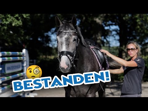 Grauschimmel Stute im Check Spitzenklasse – Ist das Problem diesmal oben drauf zu finden?