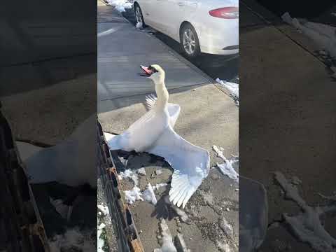 He came across this swan who was stuck in the fence 😳