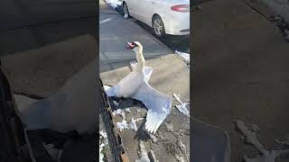 He came across this swan who was stuck in the fence 😳