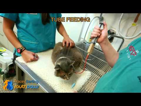 Southpaws Post Operative Tube Feeding For A Cat