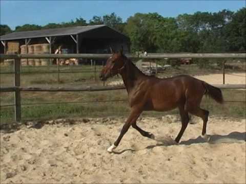Elevage du Gévaudan:Gatsby du Gévaudan Août 2016, à vendre