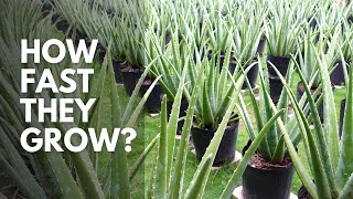 How Fast Does Aloe vera Grow?