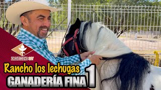 GANADERÍA DE ENSUEÑO CABALLOS gigantes y pavorreales majestuosos