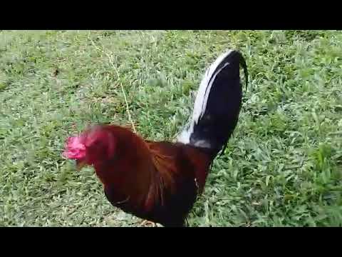 Imported Larry Romero Yellow Legged Hatch: INTENDED FOR GAMEFOWL SHOW & EXHIBITION ONLY