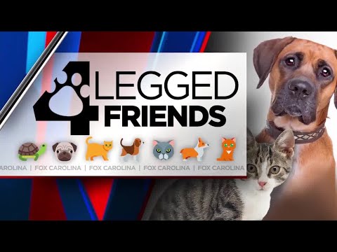 4 Legged Friends - YouTube