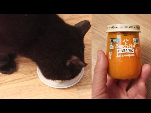 Cats Try Pumpkin Baby Food For The First Time - YouTube