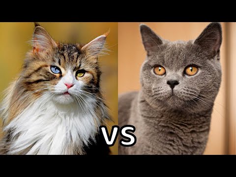 Long Haired Cat VS Short Haired Cat
