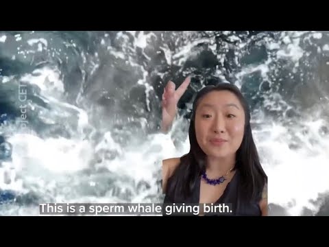 First Time Whale Seen Giving Birth Since 1986