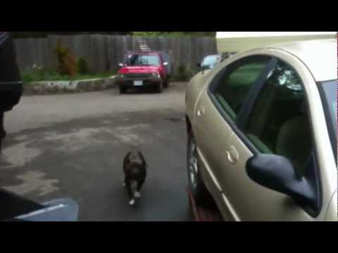 coat of grime - dags