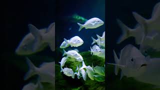 Download lagu #shorts #aquarium #fishing #fish lovely fish 🐟 #bangla #india #usa #instagram #ins mp3
