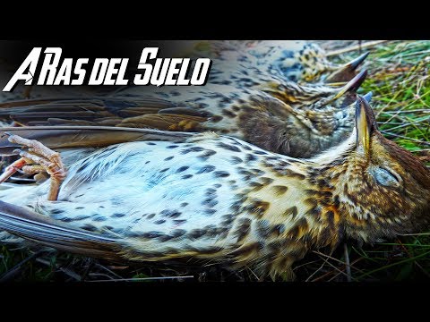 CAZA de ZORZALES ¡La espera ansiosa del ocaso!