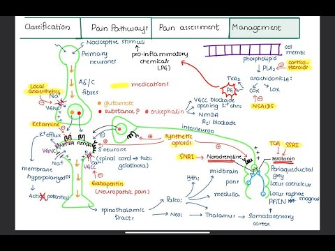 PAIN // Management of pain // Medications and Analgesic Ladder