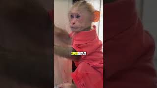Download lagu This monkey ran away because he felt unloved and spoiled‼️🙈😭💔 #shorts #animals #monkey mp3