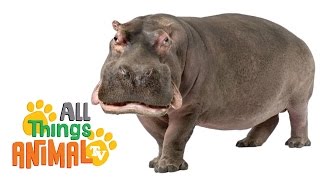 HIPPOS: Animals for children. Kids videos. Kindergarten | Preschool learning