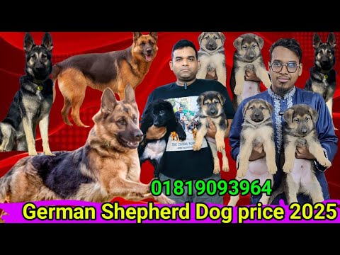 German Shepherd Dog  price in Bangladesh | Dog price in Bangladesh | German shepherd dog Puppy Price