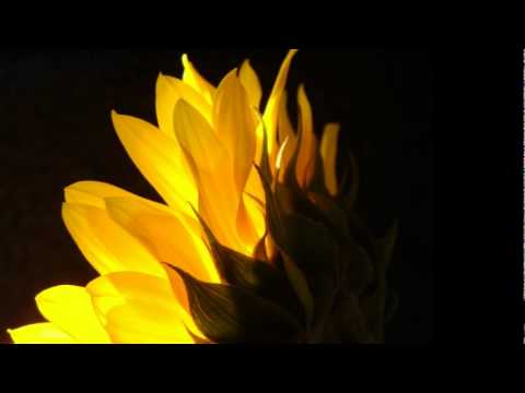 Colbie Caillat - Here Comes The Sun - La Vem o Sol (Legenda versão de Lulu)