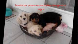 Los nuevos recuerdos _ jesse y joy