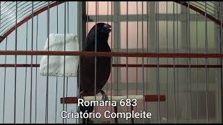 ROMARIA 683