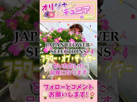  10月末までペチュニアの開花を促進して鑑賞するにはどうすればよいですか？  庭園