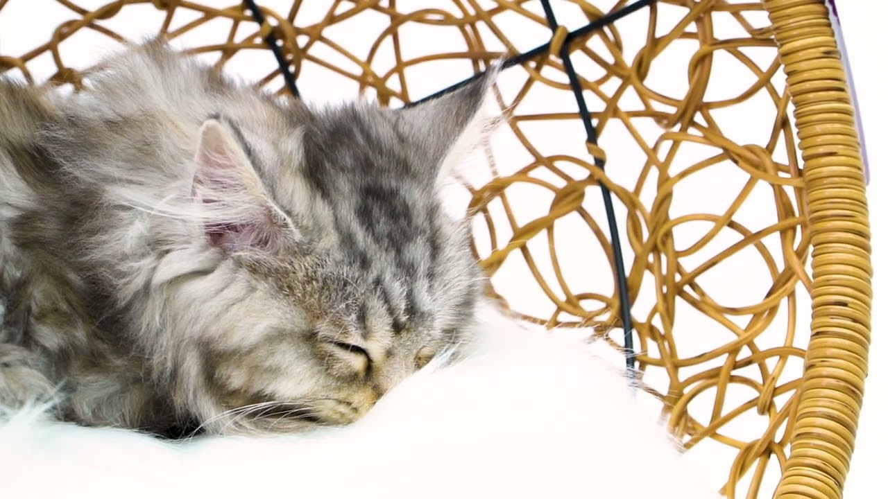 PETREBELS Katzenkorb Paris 47 Grau PETREBELS Katzenkorb Paris 47 Grau
