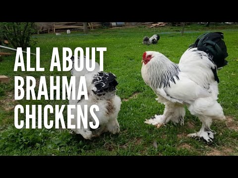 , title : 'Brahma Chickens: All You Need to Know About Them'