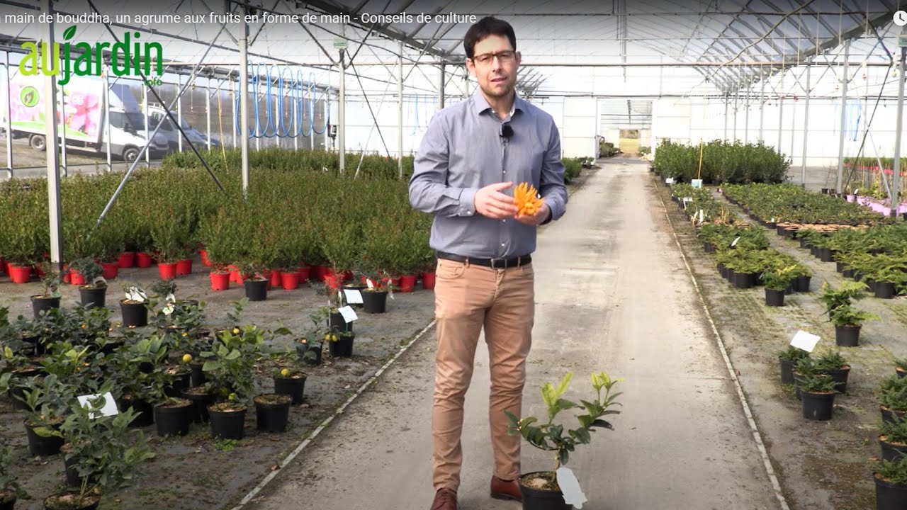 La main de bouddha, un agrume aux fruits en forme de main - Conseils de culture