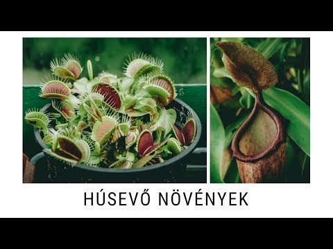 Husévo férgek A tojásféreg és a helminták azonosak