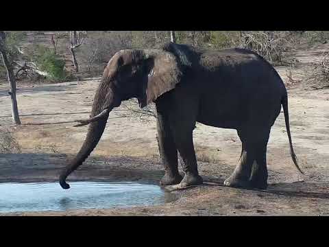 Djuma: Two Elephant bulls - 16:09 - 11/02/19