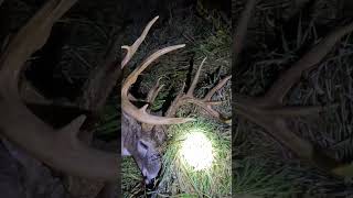 Download lagu Harvest feels #deer #wildlife #nature mp3