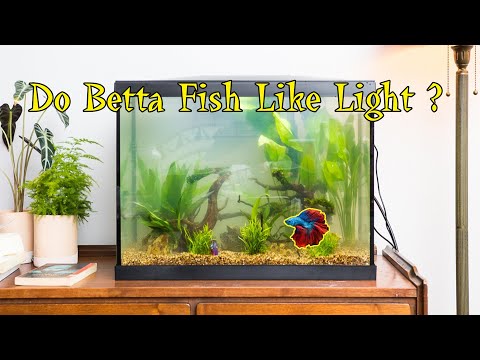 YouTube video about: What color light do betta fish like?