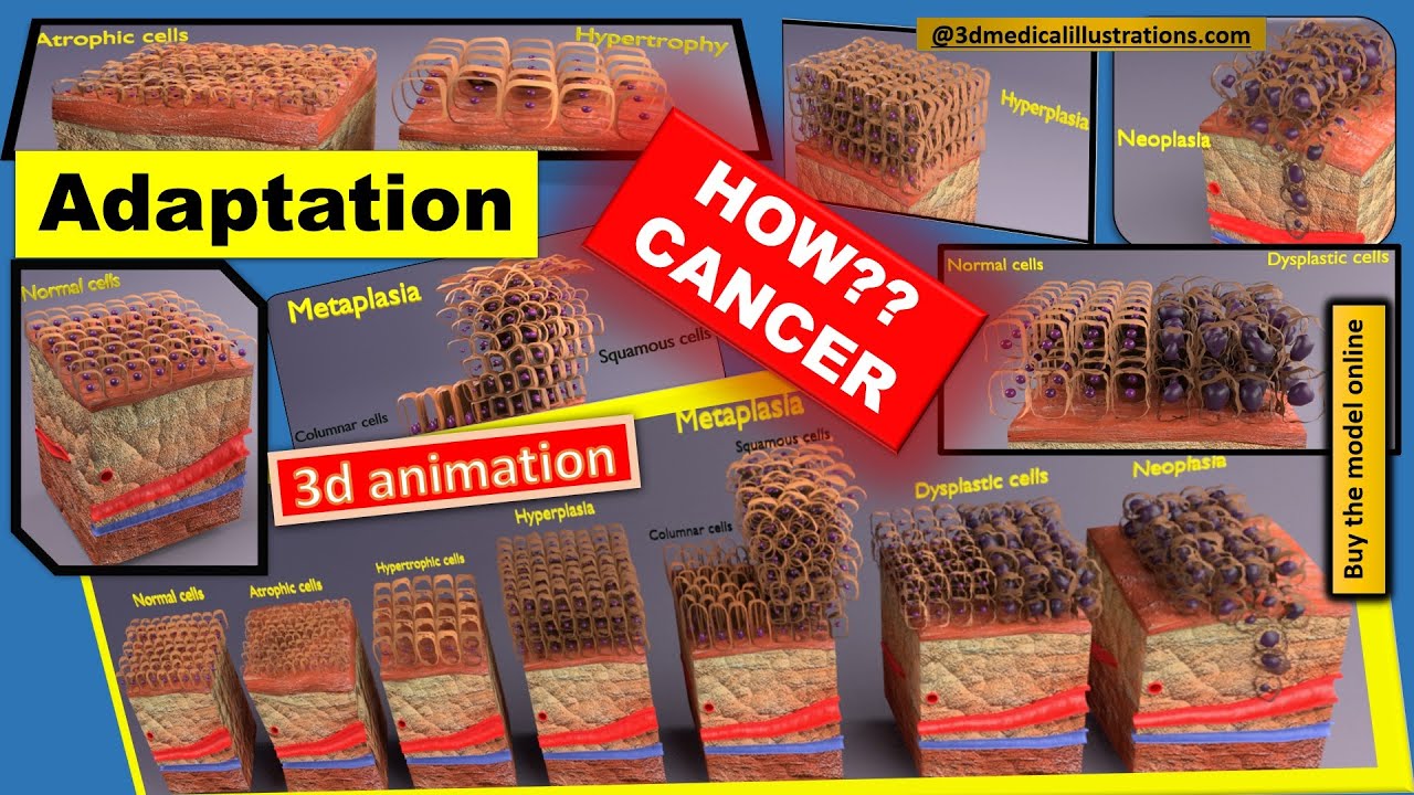Adaptation cellulaire 3D Modèle 3D
