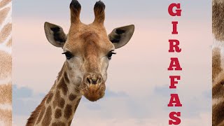 GIRAFAS - fatos e curiosidades